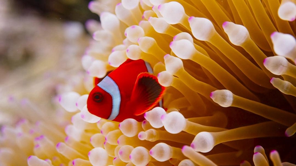 重點流域水生態(tài)環(huán)境保護規(guī)劃 ? 解讀⑦ | 系統(tǒng)治理 陸海聯(lián)動 統(tǒng)籌推進海河流域“十四五”水生態(tài)環(huán)境保護